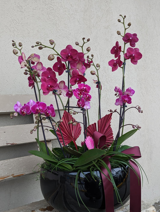Mixed orchid in black planter 15'' 蝴蝶兰花盘 （extra large size)
