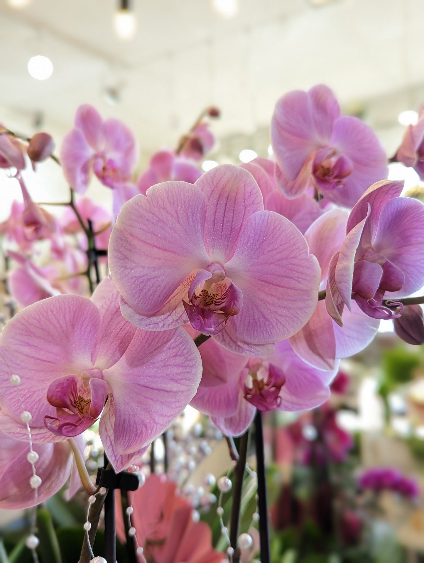 Mixed height orchids planter (large size)