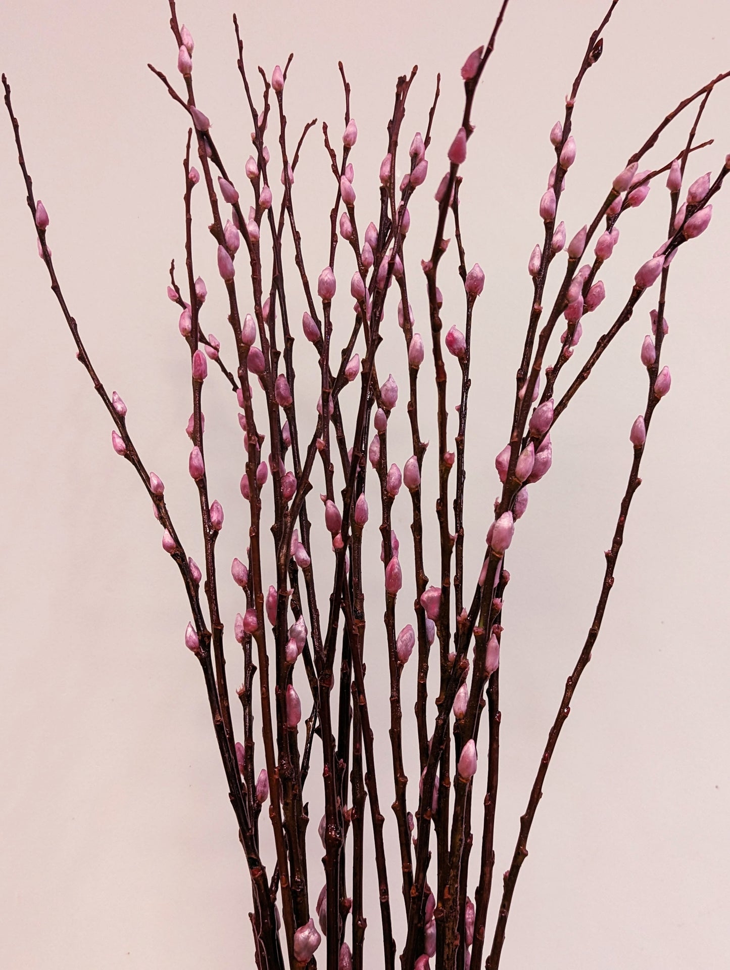 Pussy willow 银柳(白色,粉色,红色)fresh