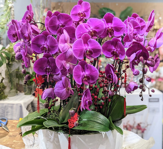 Dragon butterfly orchid planter (Extra large)