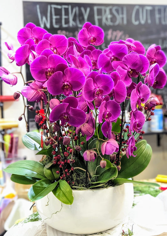 Dragon butterfly orchid planter (Extra large)