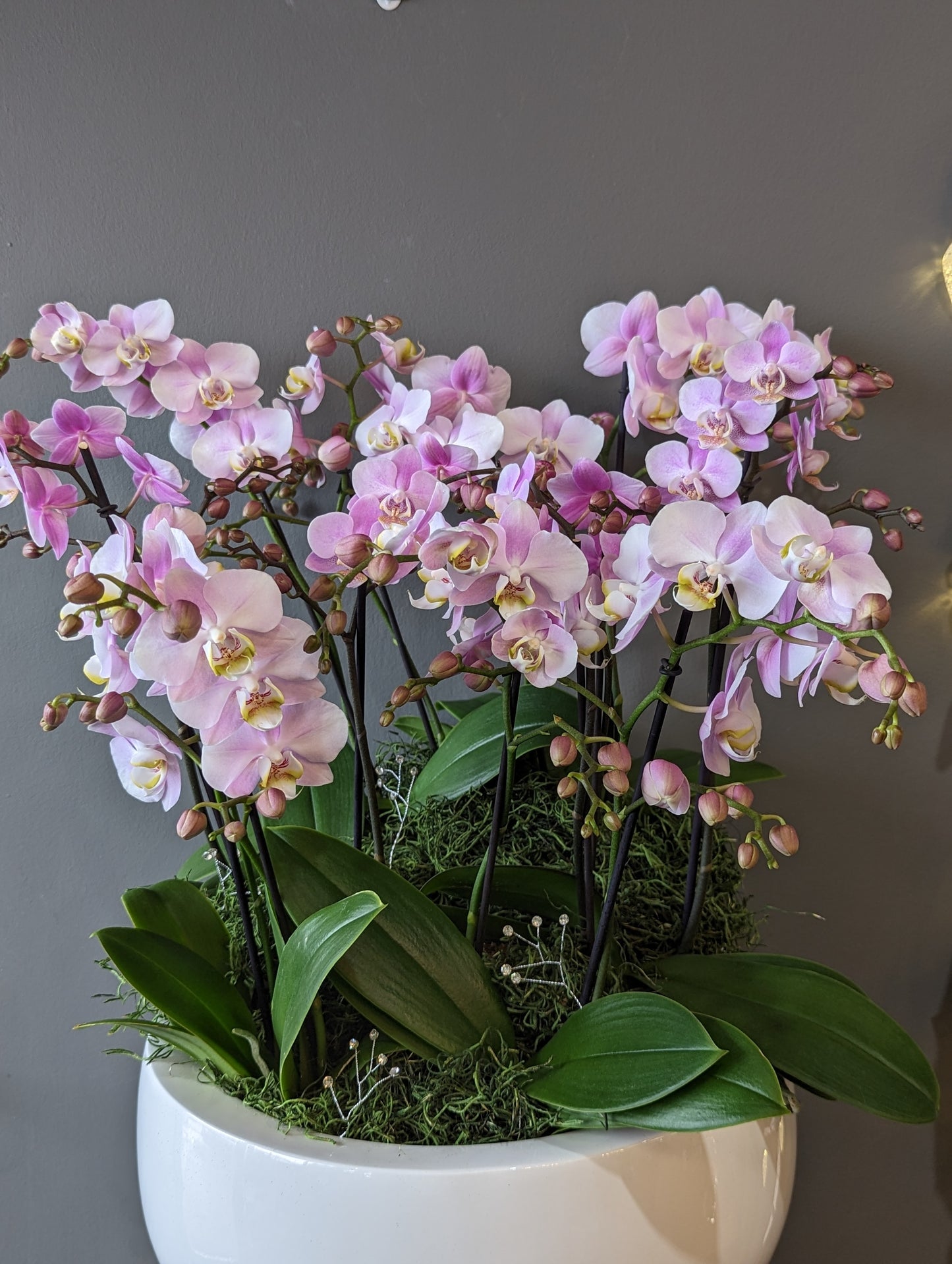 miniature orchid planter 12-19'' 迷你兰花盘 (extra large size) 010