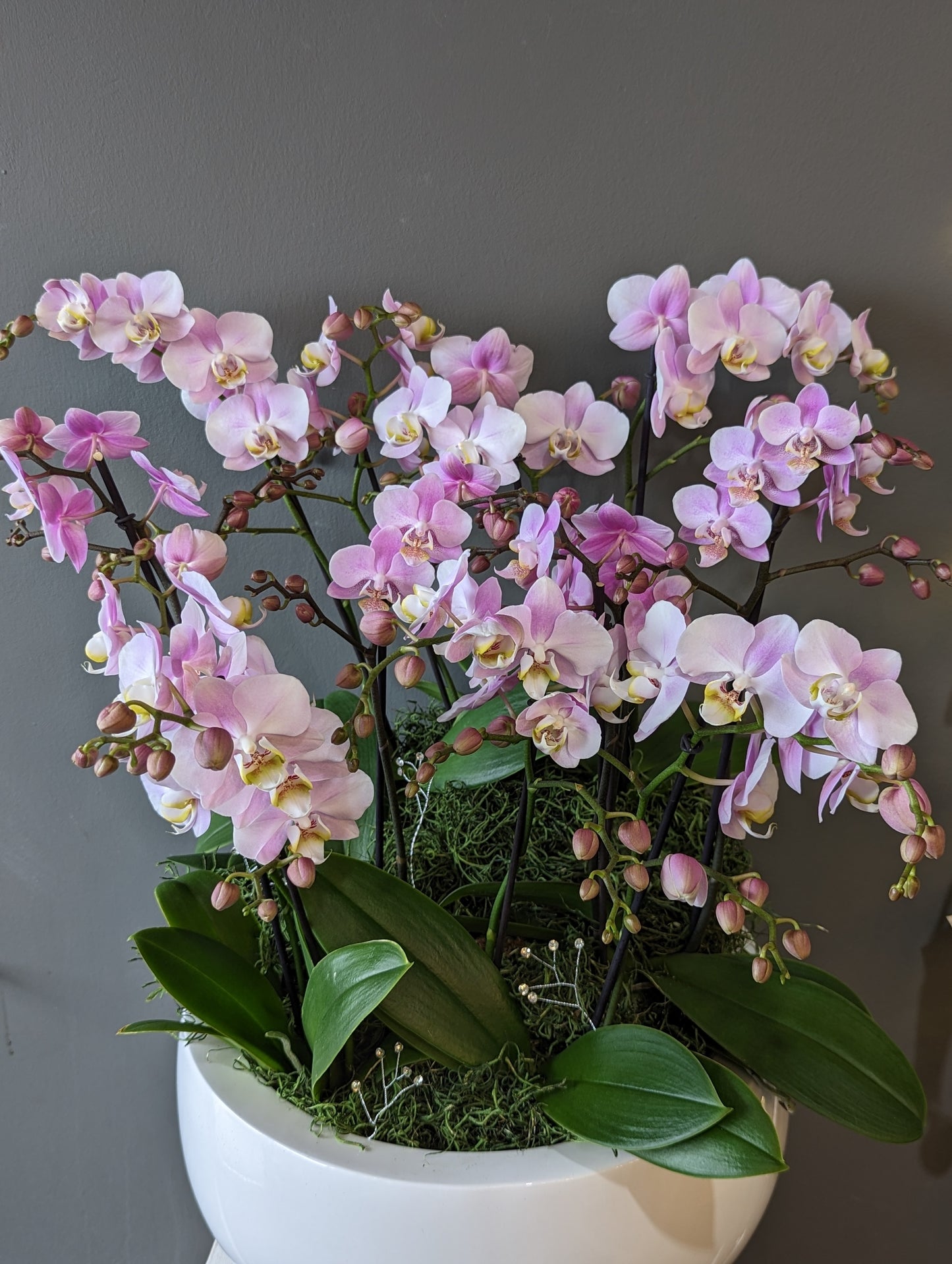 miniature orchid planter 12-19'' 迷你兰花盘 (extra large size) 010