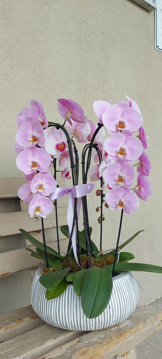 Waterfall Orchids planter (extra large)
