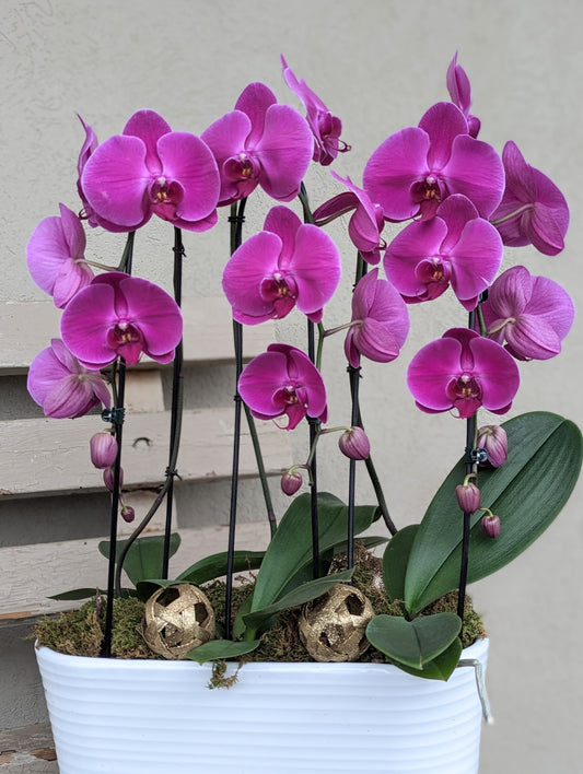 Cascading orchid planter (large planter) 041
