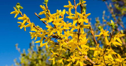 forsythia and pussy willow forest planter 春节森林