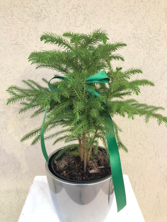 Norfolk Pine tree 6'' pot