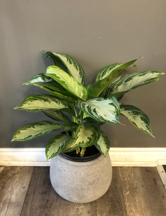 aglaonema silver bay plant 8'' (Chinese evergreen plant)