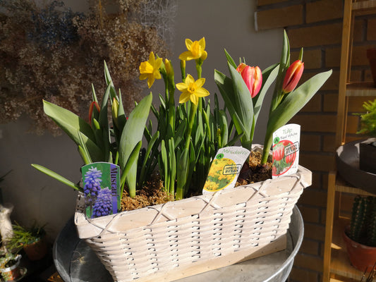Mixed spring bulbs plant basket