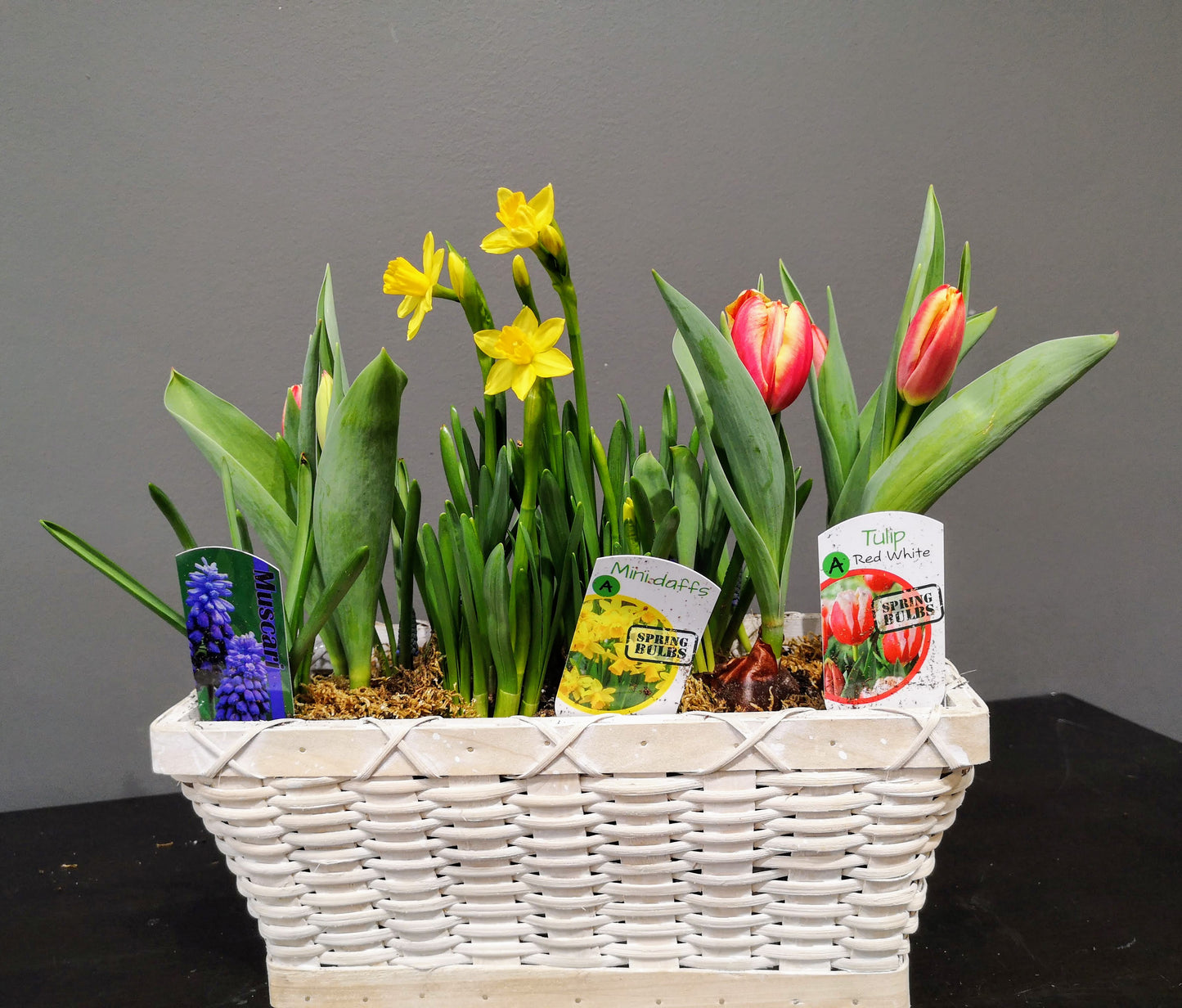 Mixed spring bulbs plant basket