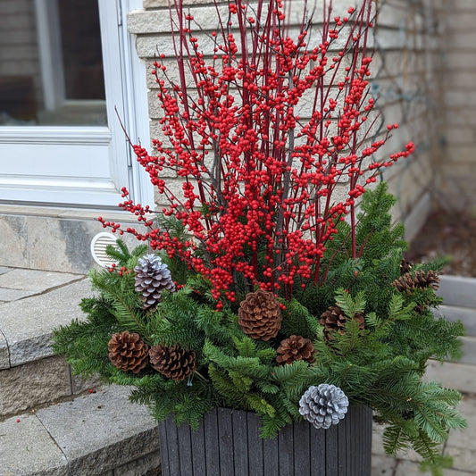 Customize winter/Christmas Planter (1) ilex 冬青