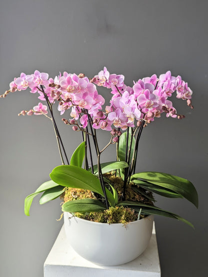 miniature orchid planter 10'' 迷你兰花盘(large size) 012