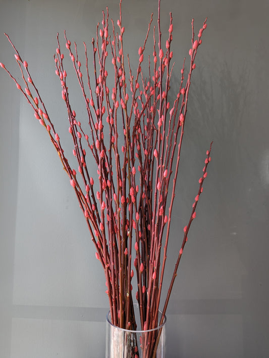 Pussy willow 银柳(白色，粉色，红色）dry