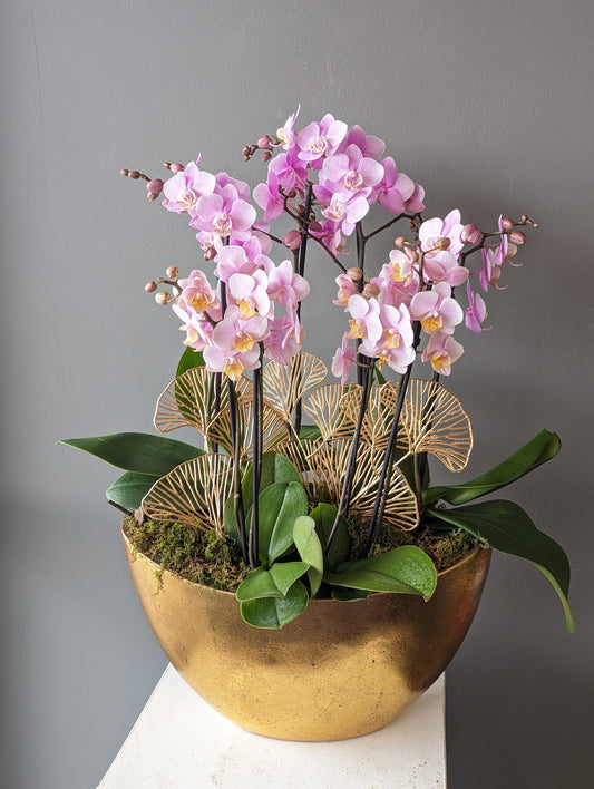 Mixed miniature orchids gold ingot planter (large size) 金元宝002