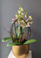 orchid in gold ingot planter 8''（ medium size) 金元宝004