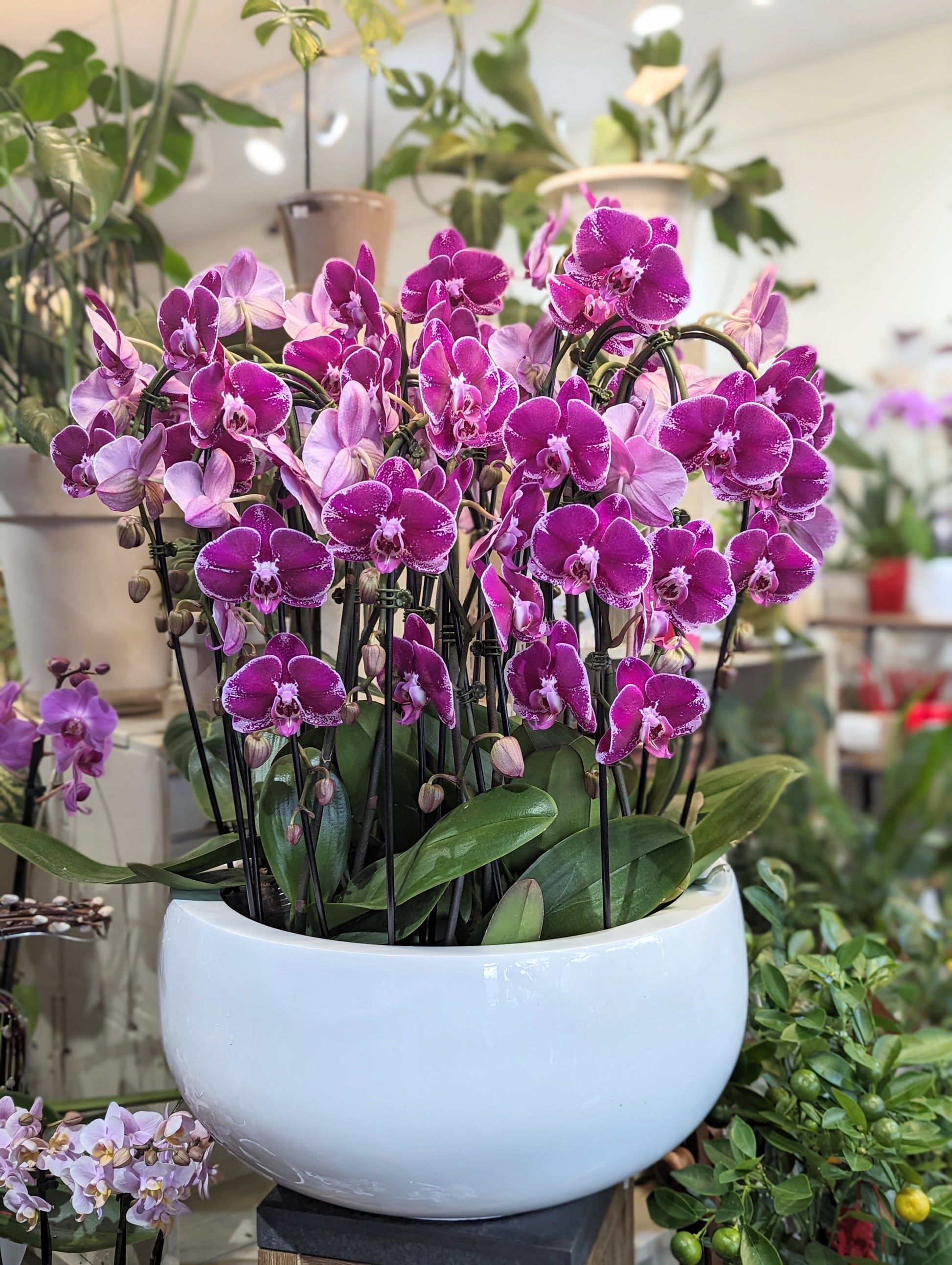 orchid plant pots large waterfall butterfly orchid planter (Extra large) 19'' POT 202 – Floralbay