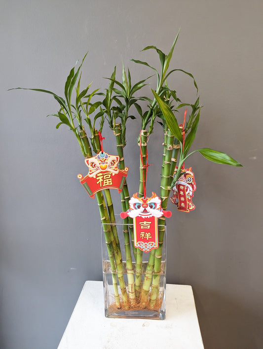 lucky bamboo in glass vase