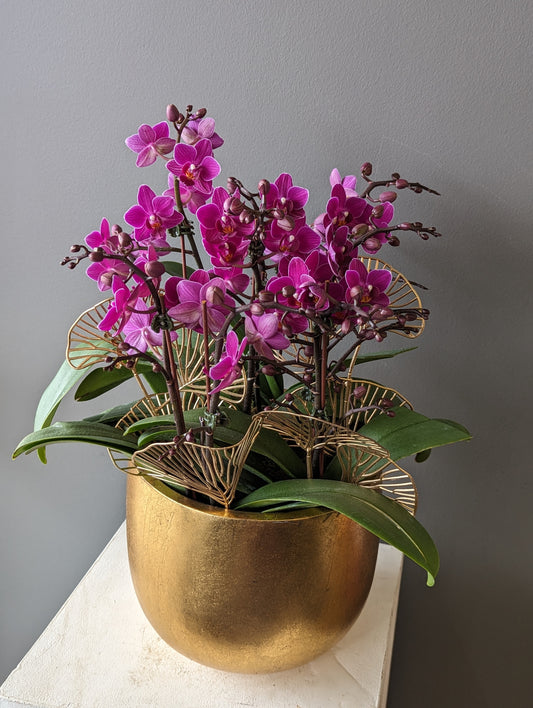 Gold round pot miniature orchid planter 8'' (medium size)