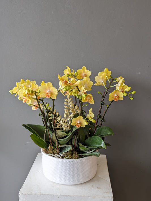 White round pot miniature orchid planter 8'' (medium size) 060