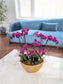Corporate/ business/ premium weekly flower subscriptions