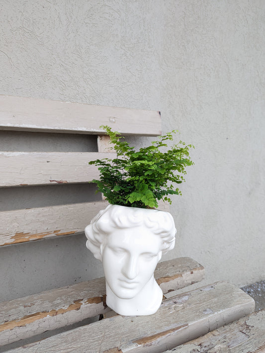 David's head ceramic fern planter
