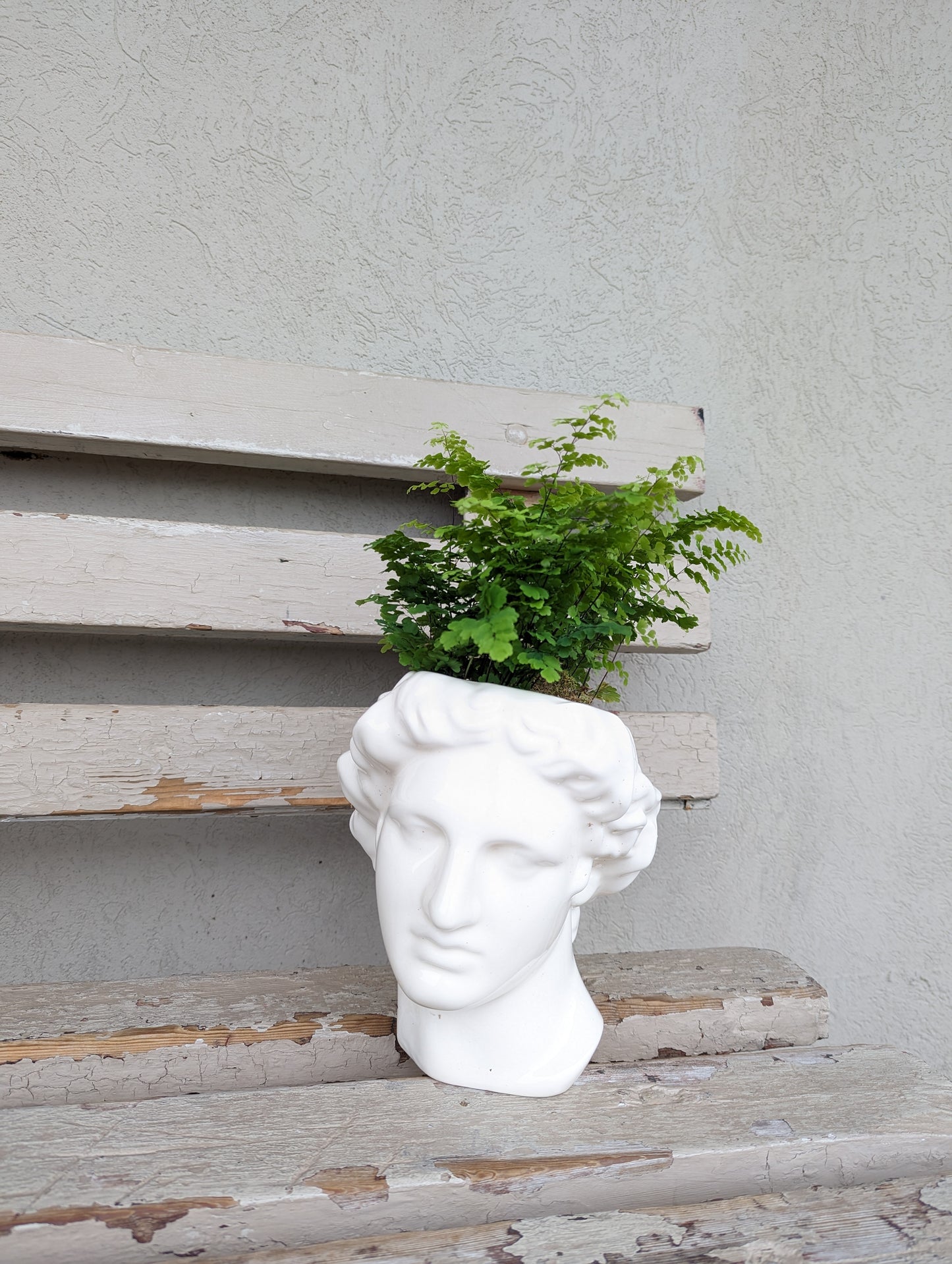 David's head ceramic fern planter