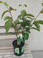 Guava plant (1 gallon)