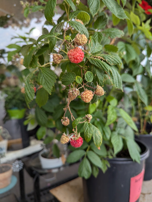 10'' pot raspberry plant