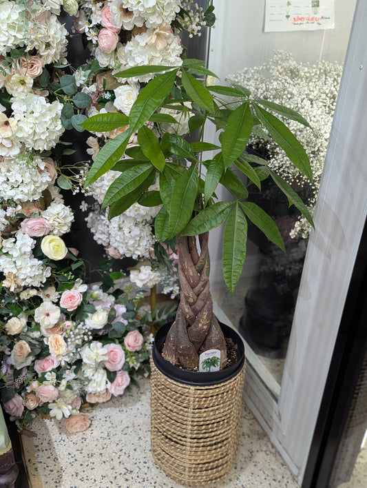 Tall Money tree with pot