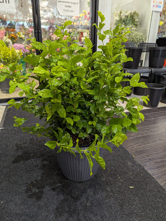 Sambac Jasmine 10''
