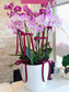 Orchid planter tall style (purple+ pink) 1007