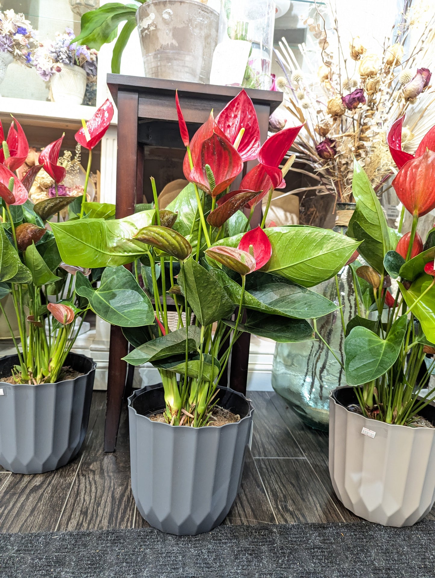 Large red Anthurium 8'' tall 红掌