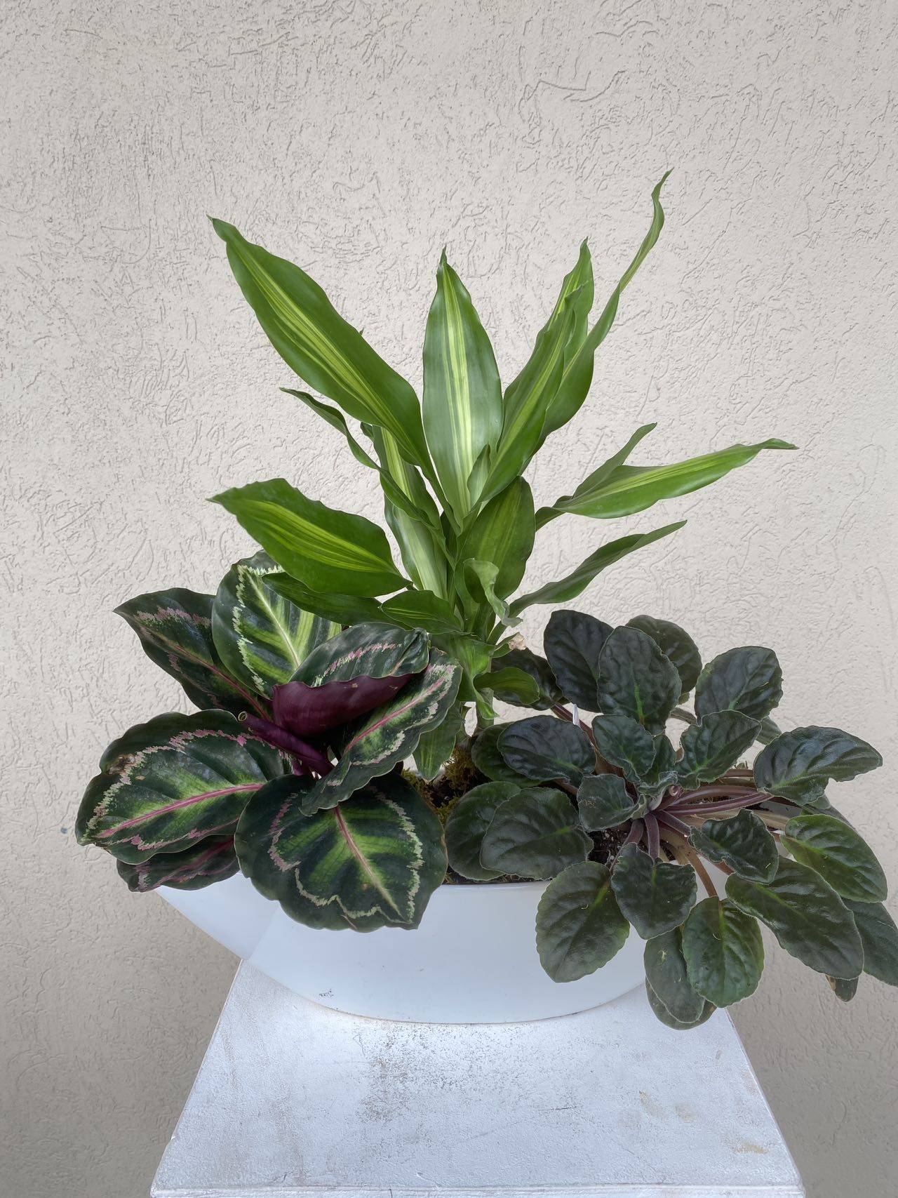 Dracaena Cintho Cane mixed planter