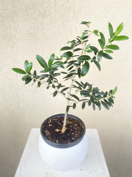6'' olive tree (Pet Friendly)