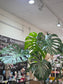 Monstera Green plant 9'' pot 龟背竹
