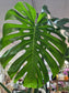 Monstera Green plant 9'' pot 龟背竹