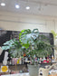 Monstera Green plant 9'' pot 龟背竹