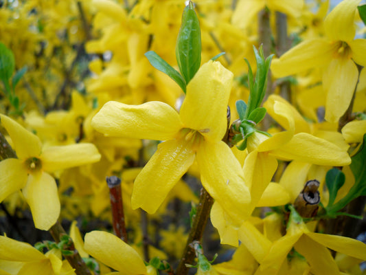 forsythia 连翘 寸寸金