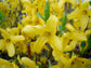 forsythia 连翘 寸寸金