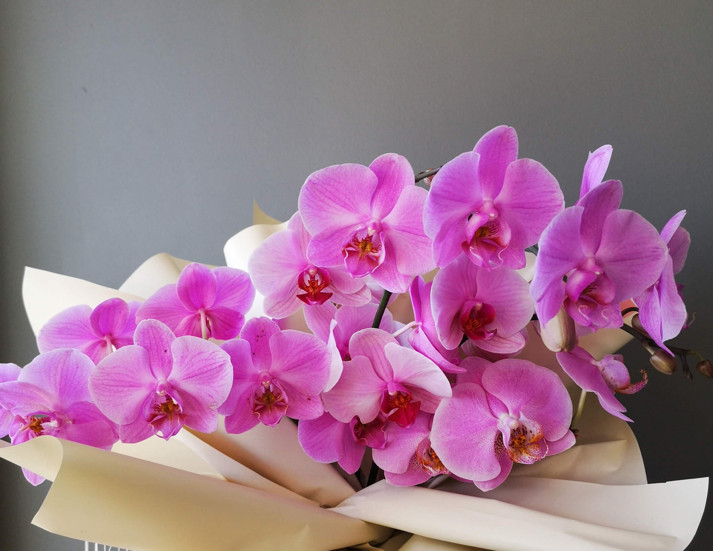 Fresh cut orchid 鲜切兰花
