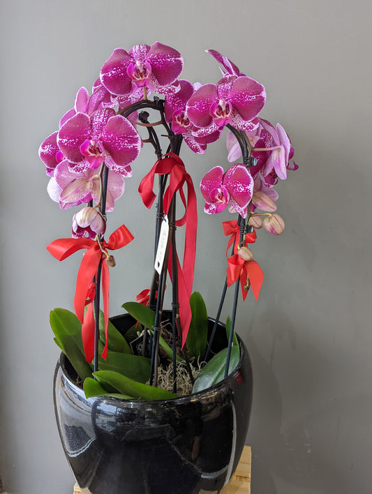 Cascading Orchids bowl 031