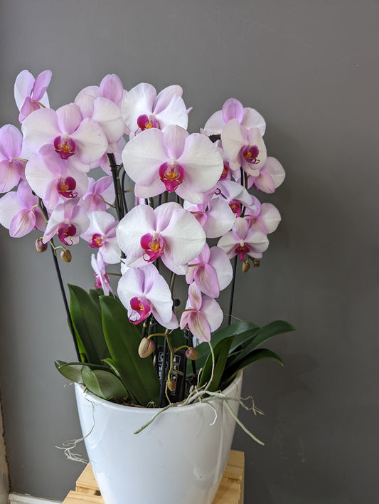 Cascading Orchids bowl 031