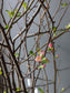 Quince flower 贴梗海棠/寒梅 bunch