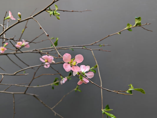 Quince flower 贴梗海棠/寒梅 bunch