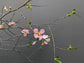 Quince flower 贴梗海棠/寒梅 bunch