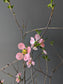 Quince flower 贴梗海棠/寒梅 bunch