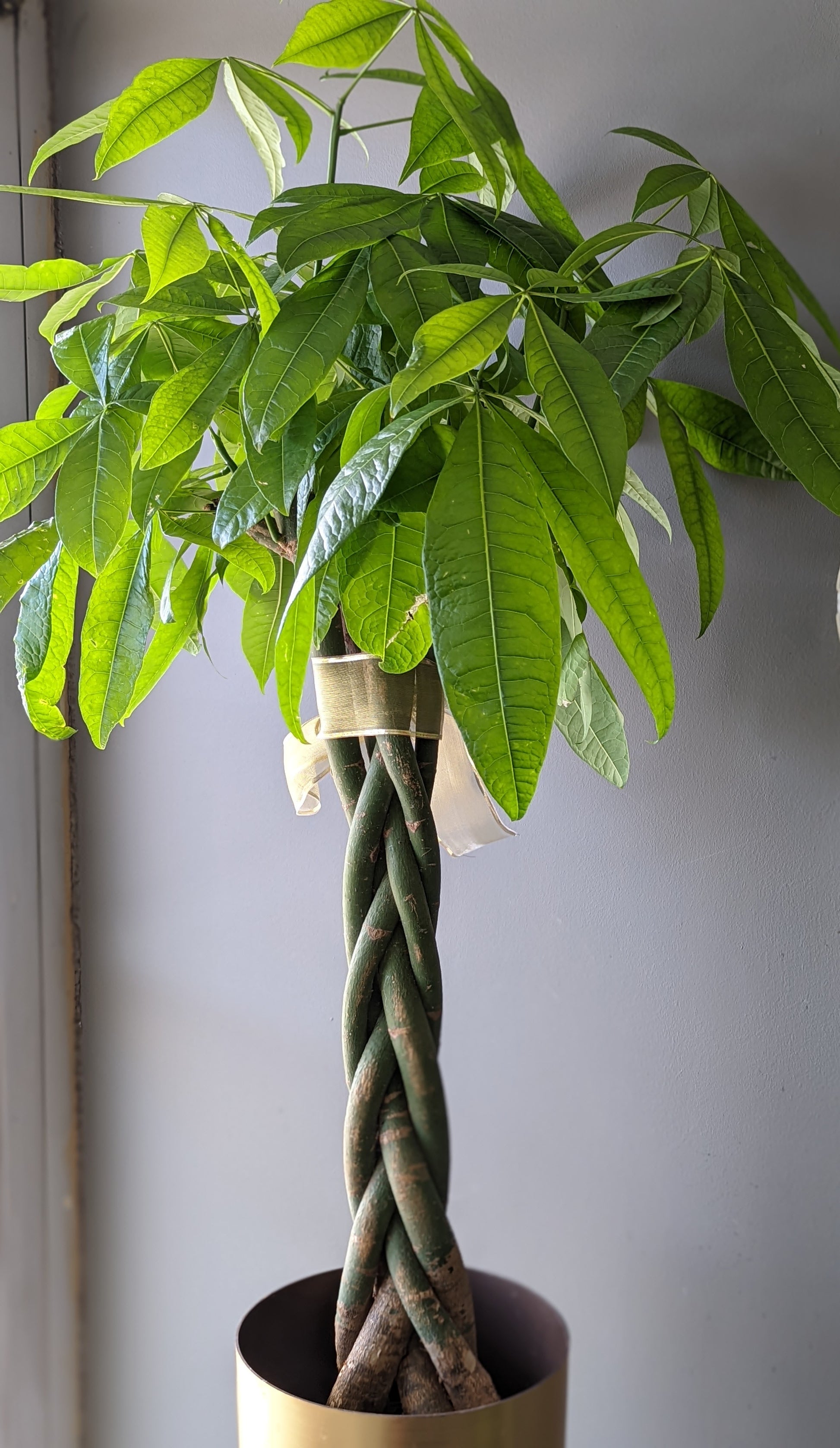 Money Tree 18 Inches Tall Money tree with pot – Floralbay
