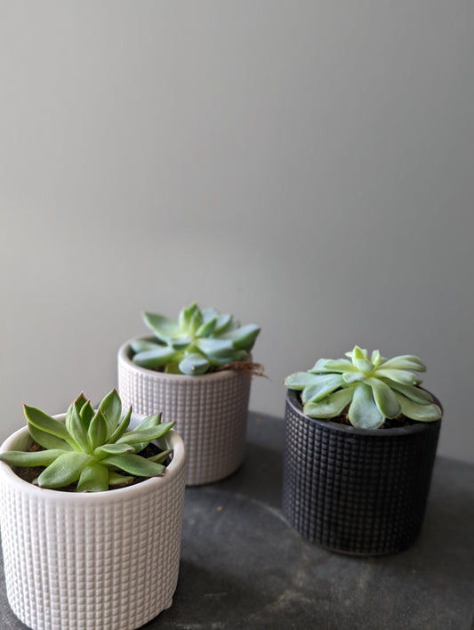 Trio Succulents