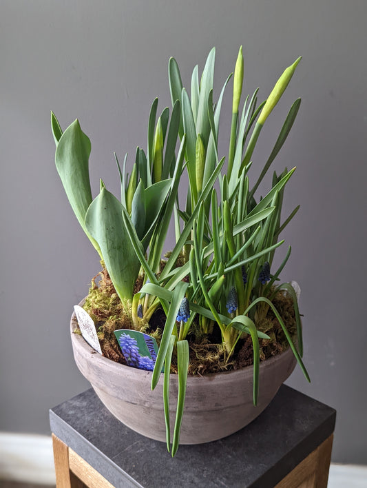 Mixed spring bulbs Flowers Planter