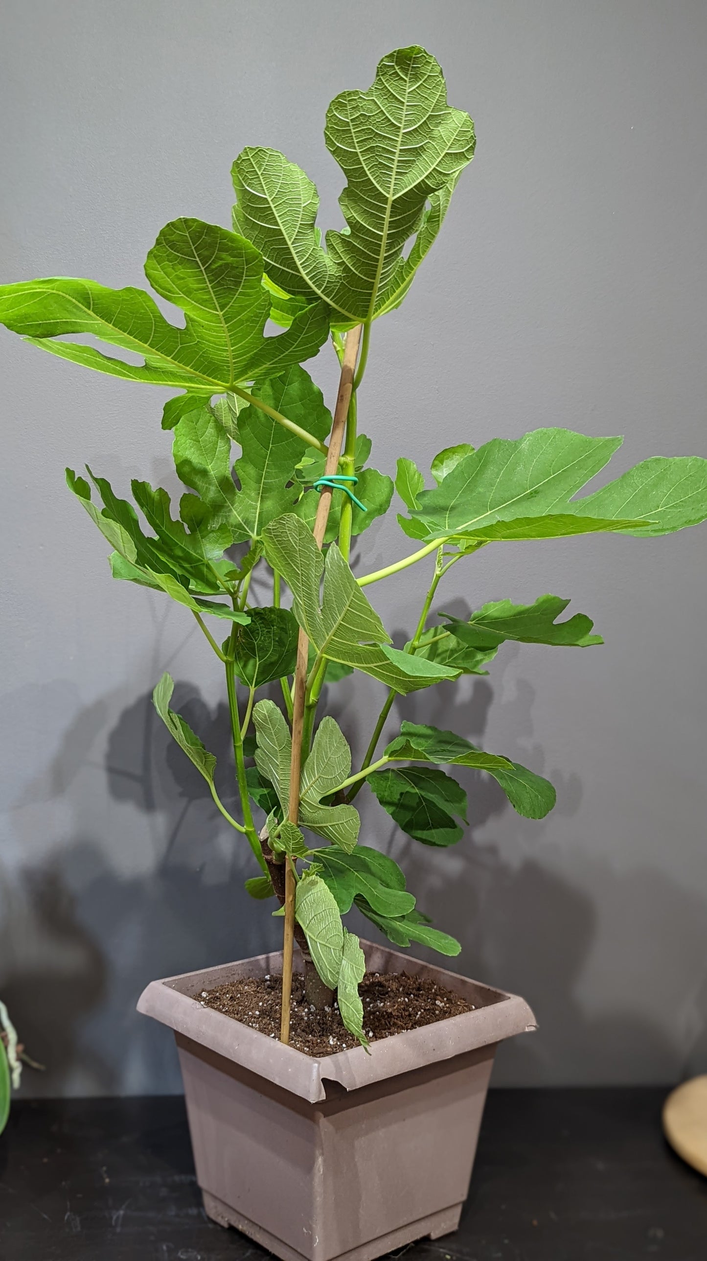 12'' pot Italian Fig Tree 4ft tall